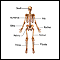 Anterior skeletal anatomy Anterior skeletal anatomy
