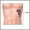 Spleen anatomy Spleen anatomy