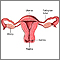 Normal uterine anatomy (cut section) Normal uterine anatomy (cut section)