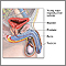 Young male reproductive system Young male reproductive system