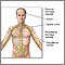 Central nervous system and peripheral nervous system Central nervous system and peripheral nervous system