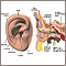 External and internal ear External and internal ear