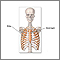 Ribcage Ribcage