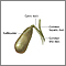 Gallbladder anatomy Gallbladder anatomy