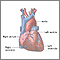 Normal anatomy of the heart Normal anatomy of the heart