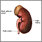 Kidney anatomy Kidney anatomy