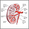 Kidney blood supply Kidney blood supply