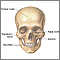 Skull anatomy Skull anatomy