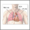 Thoracic organs Thoracic organs