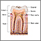 Tooth anatomy Tooth anatomy