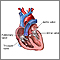 Heart valves Heart valves