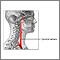 Carotid artery anatomy Carotid artery anatomy