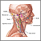 Lymph tissue in the head and neck