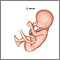 Fetus at 12 weeks Fetus at 12 weeks