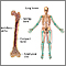 Long bones Long bones