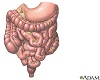Gastrointestinal tract