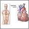 Pulmonary arteries Pulmonary arteries