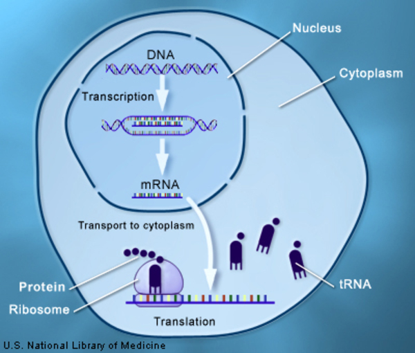 DNA is transcribed into mRNA, which is transported into the cell cytoplasm and translated into a protein.