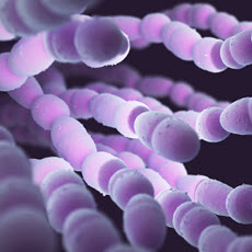 Pneumococcal Infections