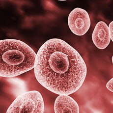 Pneumocystis Infections