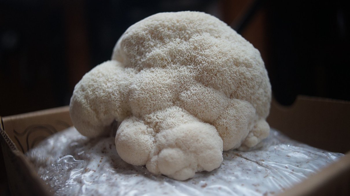 a photo of a lions mane mushroom growing