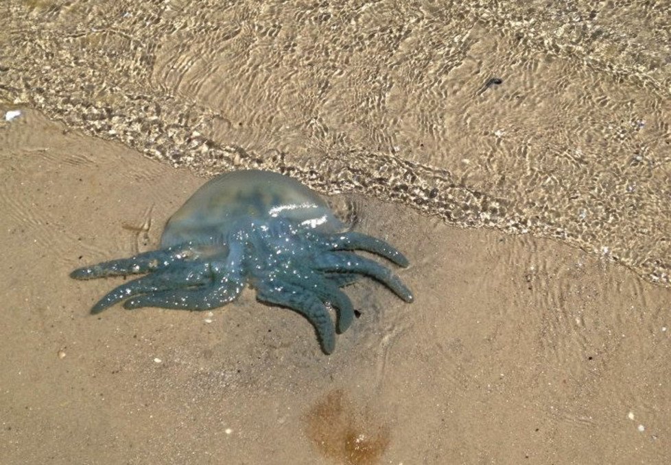 a blue blubber jellyfish awash on a beach