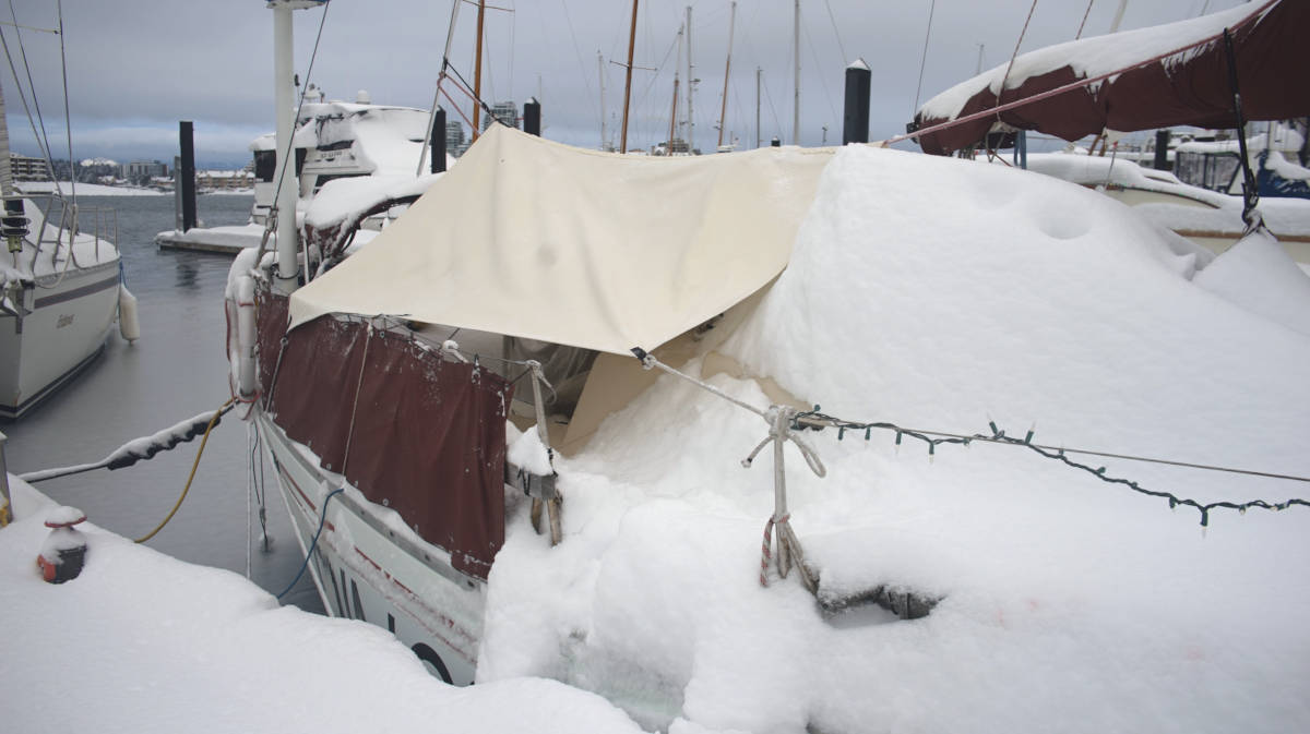 pino covered with snow