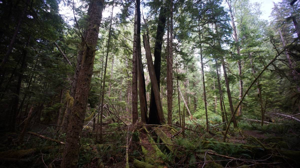 a wooded area with windfallen trees and heavy moss