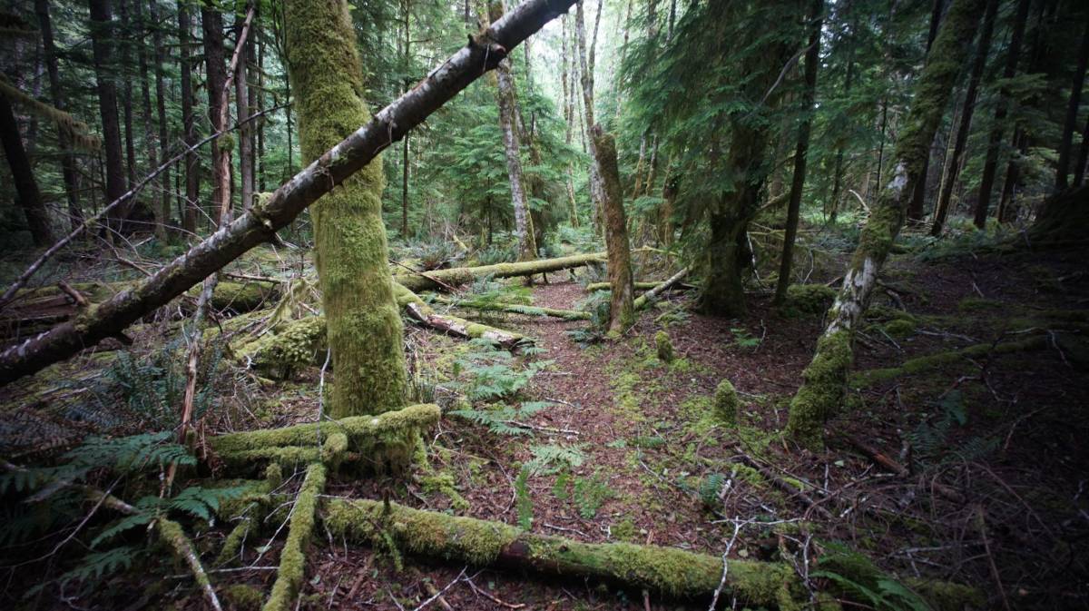 beautiful forest of cortes island