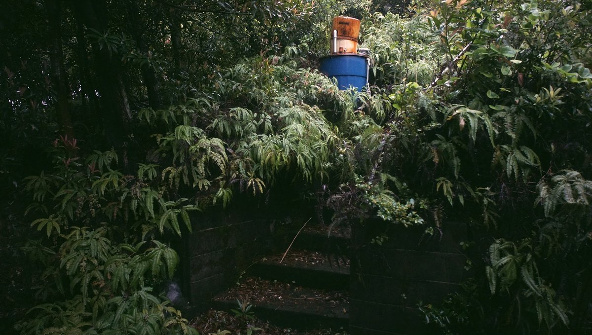 the steps leading to an abandoned house overgrown with plants