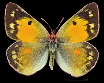 Colias chrysotheme ♀