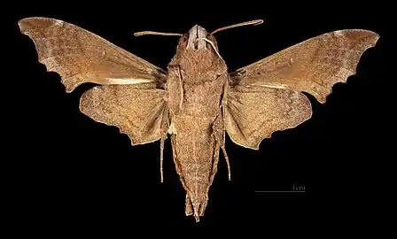 Enyo lugubris delanoi♂  △