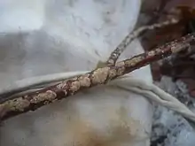 "Hymenochaete corrugata" found in Austria