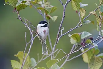 Black capped chickadee