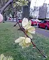 Samarae