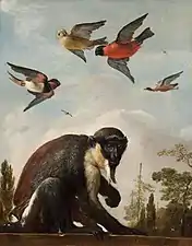 A Diana Monkey with Four Colorful Birds (ca. 1690), oil on canvas, 61.7 x 48.8&nbsp;cm., Toledo Museum of Art