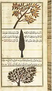 Image 7Quince, cypress, and sumac trees, in Zakariya al-Qazwini's 13th century Wonders of Creation (from Science in the medieval Islamic world)