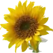 Sunflower symbol