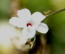 Abelmoschus ficulneus flower in Kawal Wildlife Sanctuary, India.