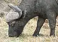 Cape buffalo