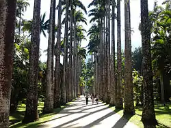 Rio de Janeiro Botanical Garden