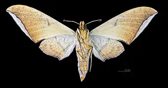 Female ventral view(coll. MHNT)