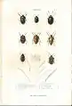 Plate 1 from: C.J.-B. Amyot and J. G. Audinet-Serville (1843). Histoire naturelle des insectes. Hémiptères. Paris, Librairie encyclopédique de Roret.