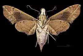 Angonyx testacea  ♀ △