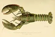 American lobster