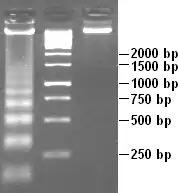 White DNA bands against a dark grey background, resembling the rungs of a ladder