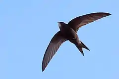 A Common Swift flying in Barcelona, Spain