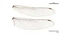 Male wings