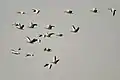 Bar headed geese Anser indicus in flight in Karaivetti Bird Sanctuary