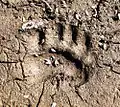 Paw print of a bear, showing similarity to curious outline of Arctopus foliage - whence genus name